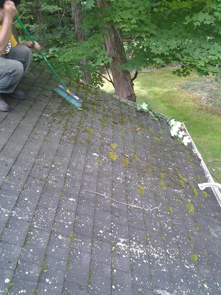 Roof Mold Before