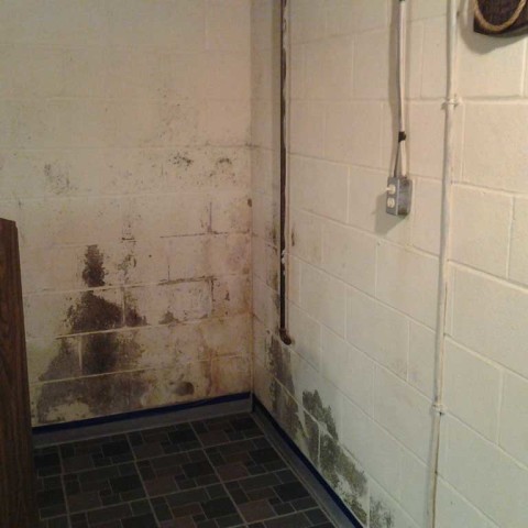 Mold Cleaning Before