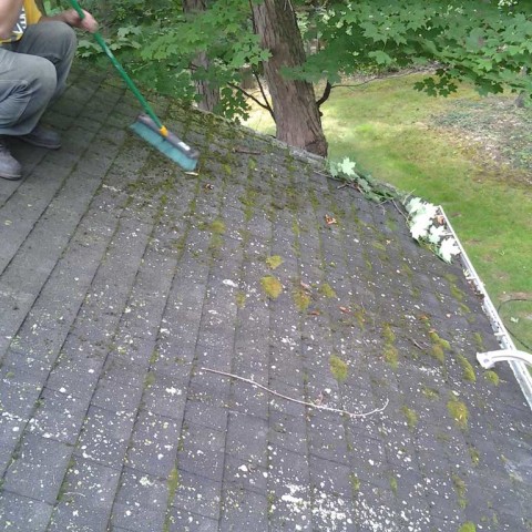 Roof Mold Before